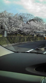 茨木市桜通りの桜