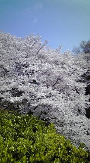高槻市公園墓地の桜