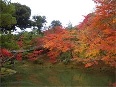 高台寺の紅葉